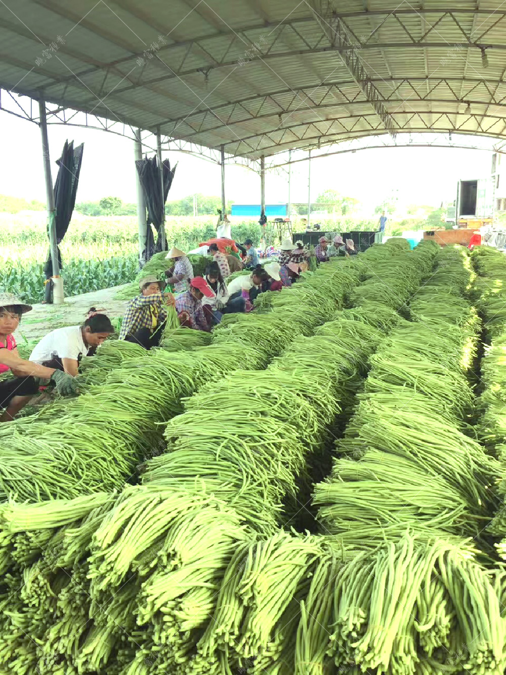 1557968831857214.jpg 56.jpg