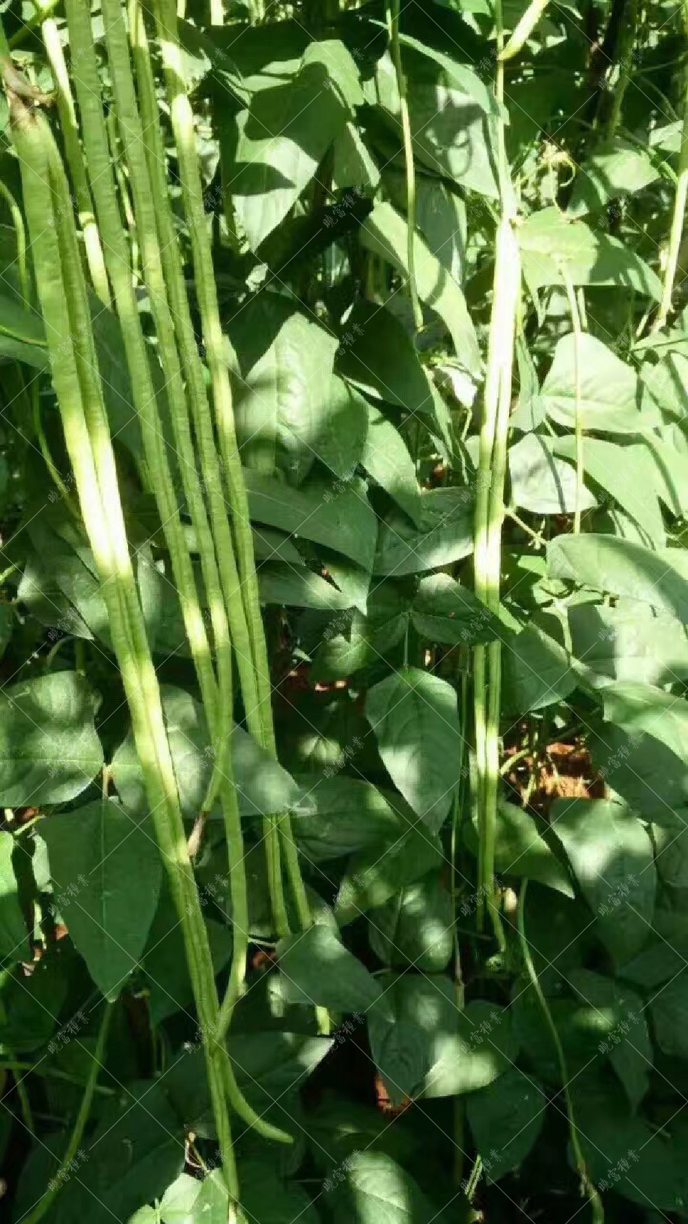 1557993295818961.jpg 8565903206866945.jpg