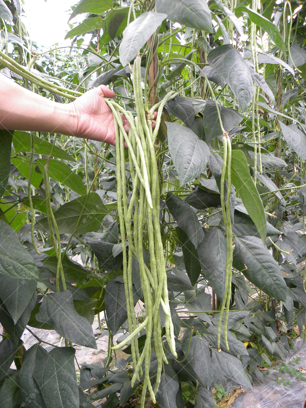 1558057521328857.jpg DSCN1783.jpg