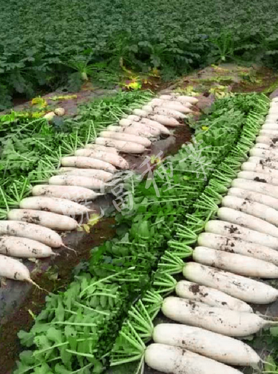 1585790415658910.jpg 06.jpg